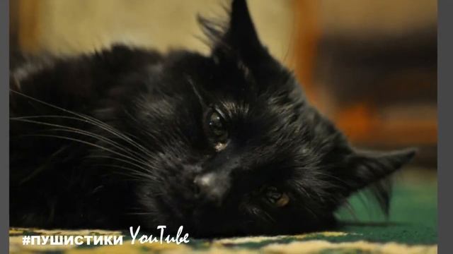 Каждый вечер она смотрит на портрет своего хозяина, хочется верить, что кошка его дождётся смотреть онлайн