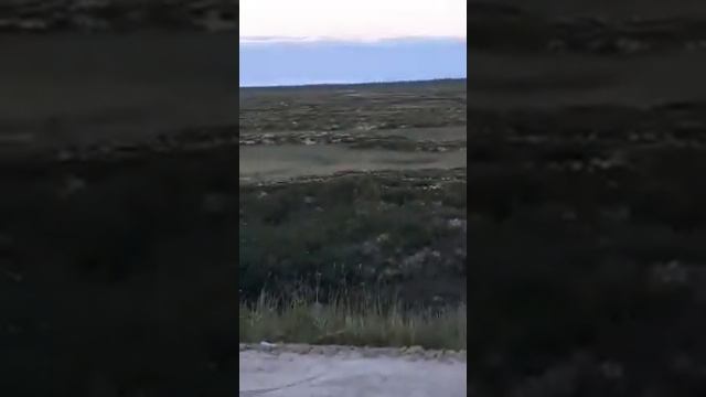 Новый Уренгой Тарко-сале трассе. Медведь смотреть онлайн