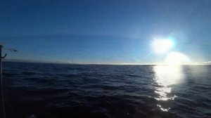 Рыбалка троллингом. Троллинг Кумжи , Форели. Рыбалка с корабликами - катюшами.