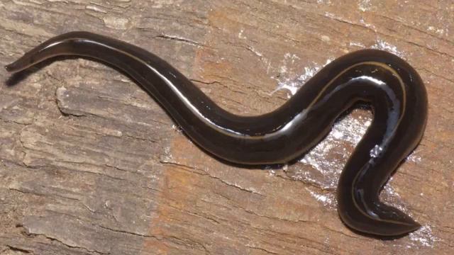 НОВЫЙ БИОМУТАНТ Из США / существо начало распространяться по всему миру смотреть онлайн