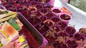 Лук Порей не всходит! Не моё!!???