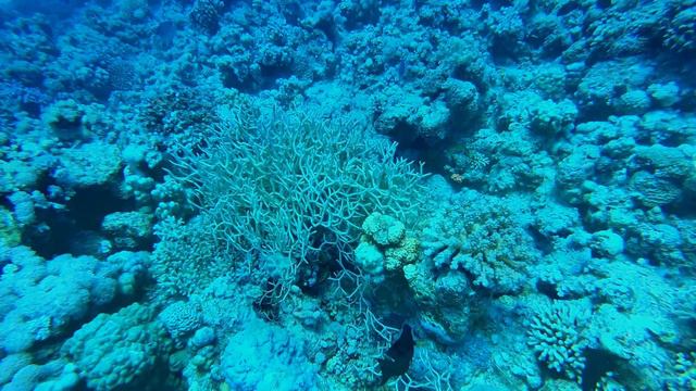 Дайв сайт The Alternatives - 14.04.2021 смотреть онлайн