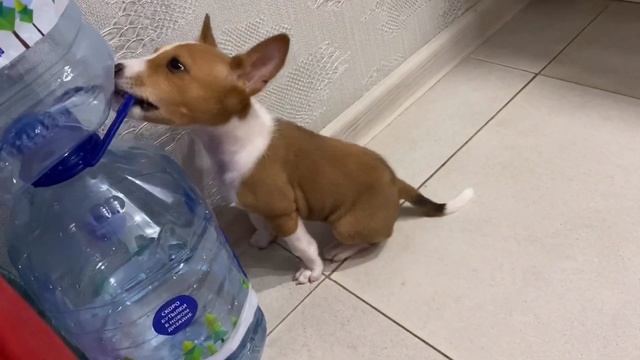 Любимая игрушка в 2 месяца у нашего Басенджи /Basenji's favorite toy at 2 months old смотреть онлайн