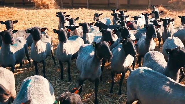 Племенные овцы романовской породы смотреть онлайн