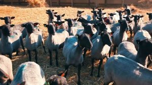 Племенные овцы романовской породы