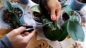 Как обрезать подсушеные и повреждённые листья у Орхидеи