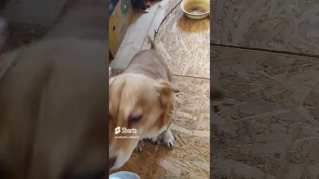 Рыжая булочка