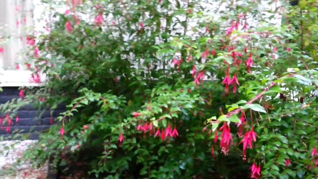 Winterharde Fuchsia, Fuchsia magellanica - TUINVRIEND.NL смотреть онлайн