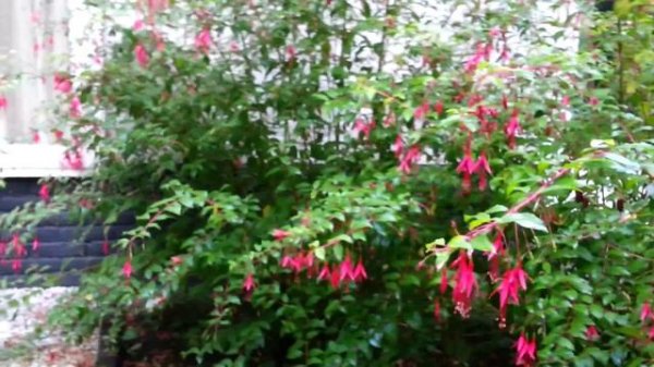 Winterharde Fuchsia, Fuchsia magellanica  -  TUINVRIEND.NL