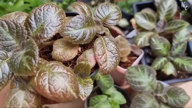 7 Jenis Episcia Berbunga PINK #episcia_kebuncilik смотреть онлайн