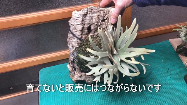【ビカクシダ育て方】誰でもこれをするだけで【白く】【コンパクト】に成長させる方法 смотреть онлайн