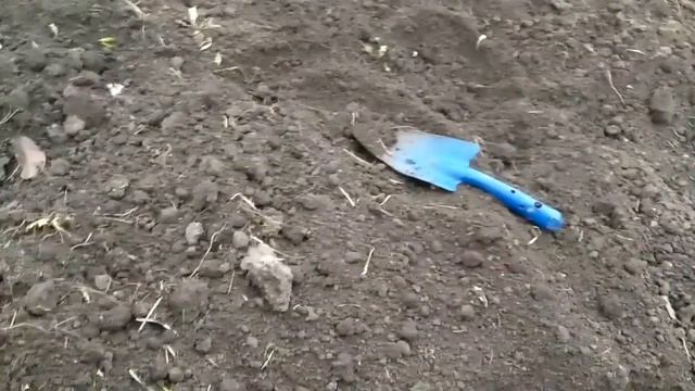 Посадка озимого чеснока осенью/ средства от вампиров и нечистой силы/сажаю чеснок в конце октября смотреть онлайн