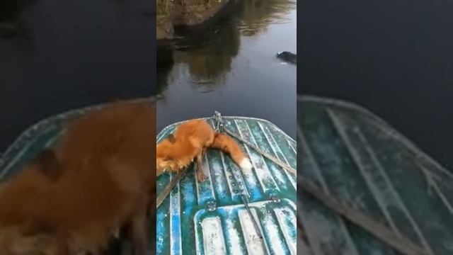 спасли лису утопили сабаку смотреть онлайн