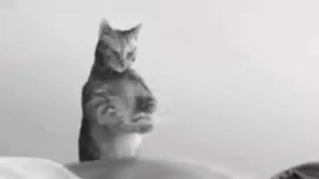 Лор супер классно кошка делает массаж смотреть онлайн