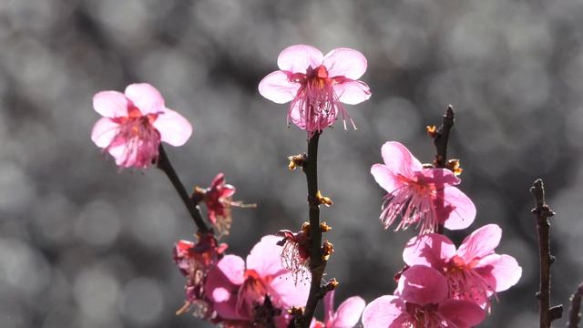 里山散歩　観梅日和、本沢梅園　　2021. 2. 28.　（4K）