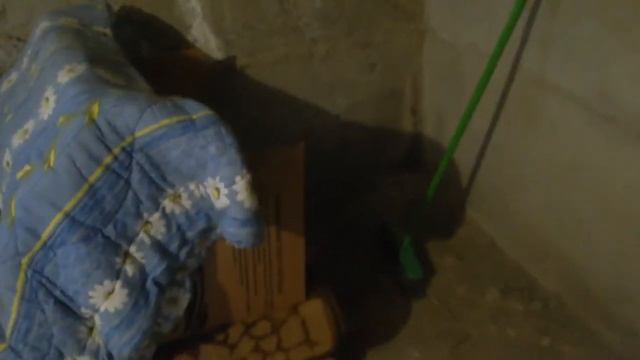 Как посадить индюшку на яйца часть 2