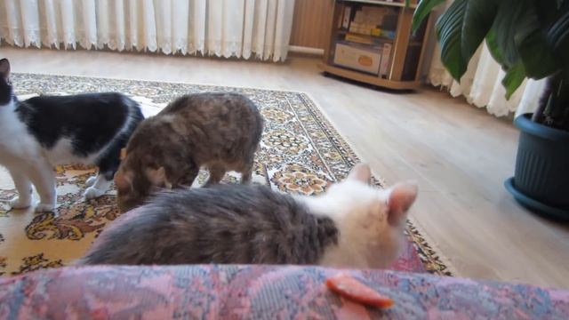 Кот МАЛЫШ и Кошка МУРКА ЧЕЛЛЕНДЖ НАЙДИ КОЛБАСКУ + ПОЛ ЭТО ЛАВА ЧЕЛЛЕНДЖ the floor is lava CHALLENGE смотреть онлайн