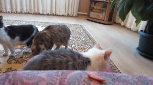 Кот МАЛЫШ и Кошка МУРКА ЧЕЛЛЕНДЖ НАЙДИ КОЛБАСКУ + ПОЛ ЭТО ЛАВА ЧЕЛЛЕНДЖ the floor is lava CHALLENGE