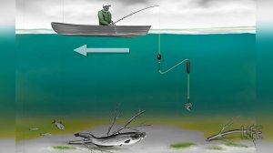 Как поймать сома в июне?