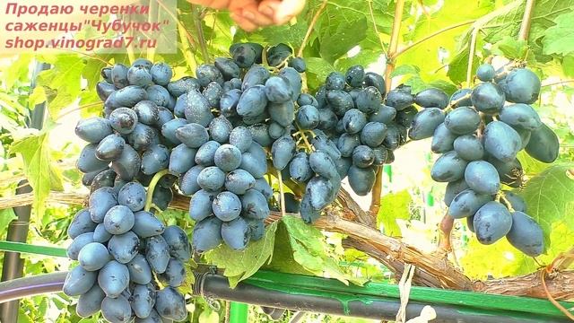 Виноград Ромбик- ультаранний красавец созревающий в июле с высоким сахаром и крупными ягодками! смотреть онлайн