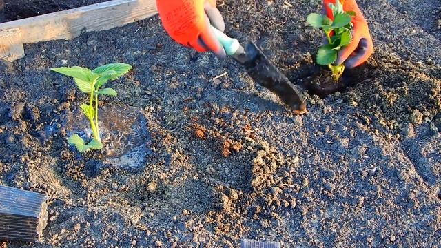 ПОСАДКА КЛУБНИКИ. МОИ НОВЫЕ СОРТА - АЗИЯ, АЛЬБА И СИРИЯ.. смотреть онлайн