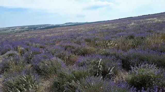 Еще немного и Прованс смотреть онлайн