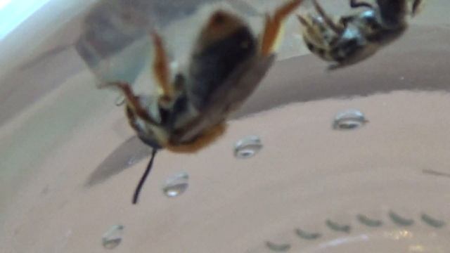 Дикие Пчелы на Цветах Вишни в Киеве. Wild Bees on Cherry Flowers, Maidan, Kiev Ukraine смотреть онлайн