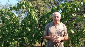 @Полив винограда  Схемы полива  Уход за виноградом