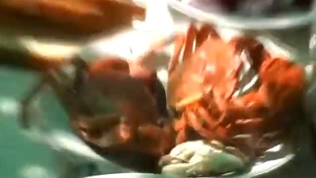 Рапаны. День4