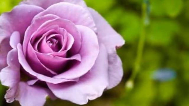 Romantic purple Roses смотреть онлайн