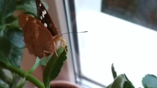 История одной бабочки. Серия 4. Бабочка и хоботок. смотреть онлайн