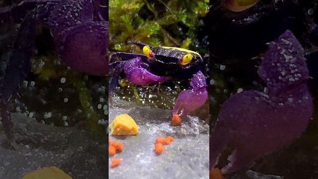 Краб вампир за ужином видео на рутуб