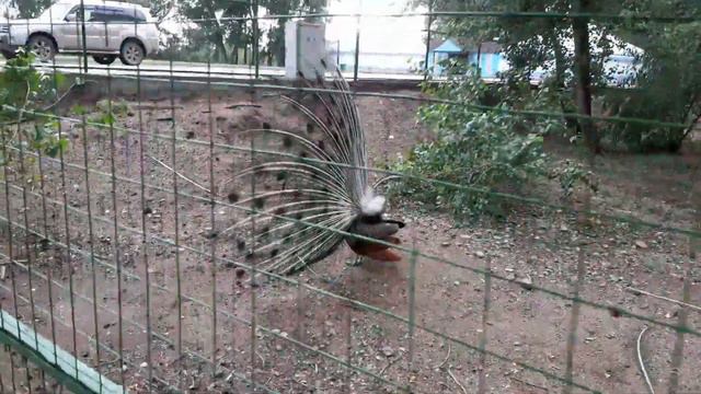 РЫНОК АКТОБЕ/ GREENLAND/ ПРЕЗИДЕНТСКИЙ ПАРК