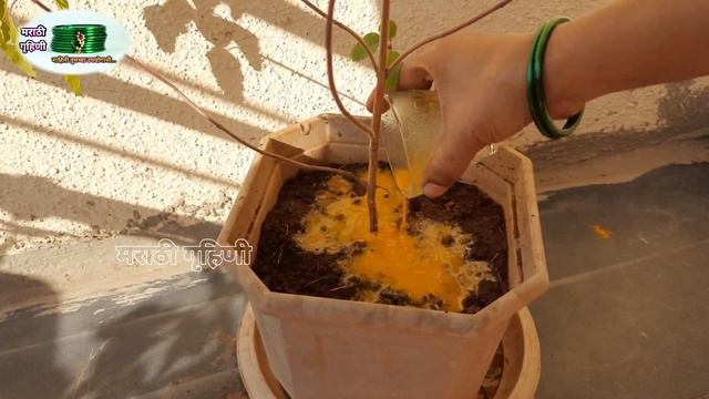 सुकलेल्या तुळशीला ८ दिवसात या उपायाने करा हिरवीगार 🌿 Tulsi Plant Care Tips Marathi | MarathiGruhini смотреть онлайн