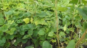 Как обрезать чёрную смородину после сбора урожая.