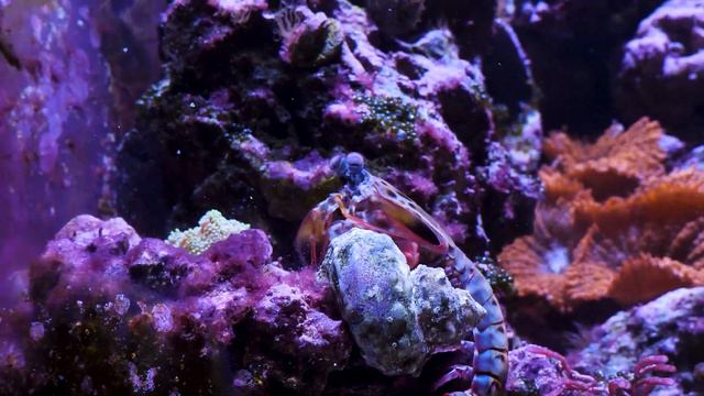 The shocking battle: Mantis Shrimp vs Giant Hermit Crab смотреть онлайн