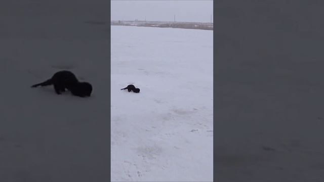 СМЕЛАЯ КАКАЯ! смотреть онлайн