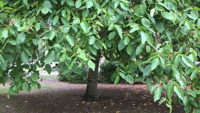 Common walnut (Juglans regia) - trunk & leaves - August 2018 смотреть онлайн