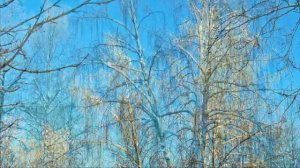 Белая берёза.  Стихи Сергея Есенина