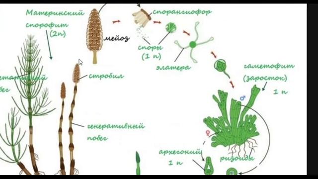 Биология с нуля. Ч.8. Хвощи смотреть онлайн