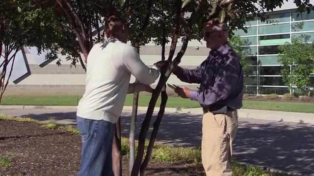 Treating Crape Myrtle Bark Scale – Family Plot смотреть онлайн