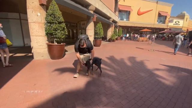 DOBERMAN PINSCHER / DOG TRAINING