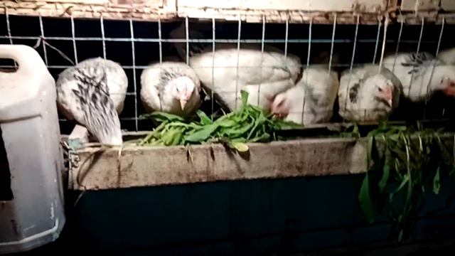 Ура, деньги пришли!!! смотреть онлайн