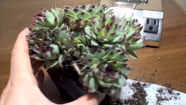 Sempervivum Hen and chicks caring tips and repot @thewaytosucculents смотреть онлайн