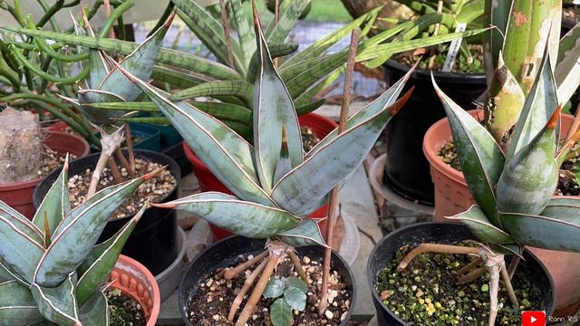 Sansevieria Collections - Pinguicula, Samurai | Sept21