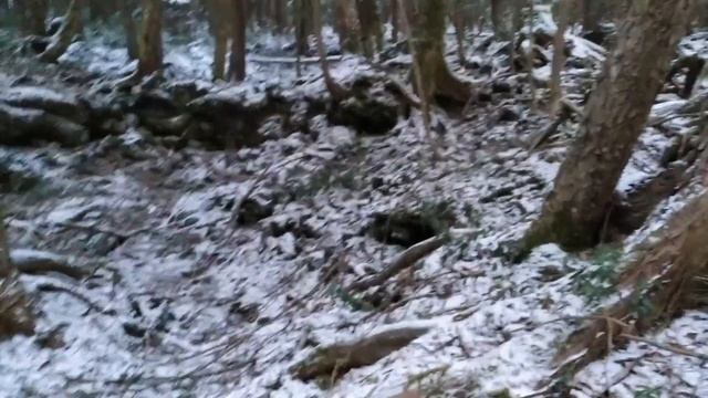 ЯПОНИЯ: ЛЕС САМОУБИЙЦ АОКИГАХАРА #ЯЗЫКОВАЯШКОЛА SPECIAL смотреть онлайн