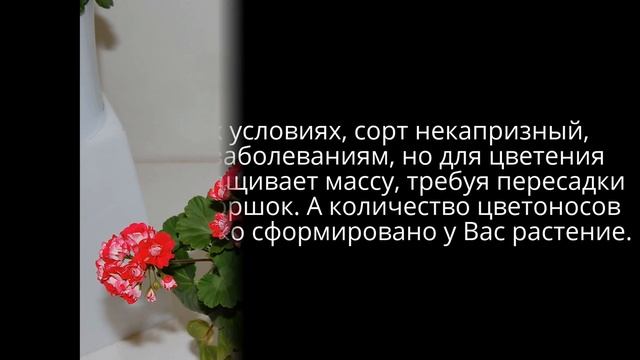 Pink Rambler -розебудная пеларгония, у меня такая красавица! Я живу в Беларуси, смотреть онлайн