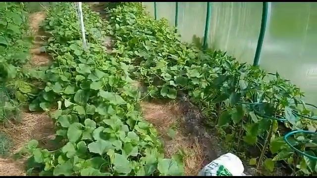 ОГРОМНЫЙ ОГОРОД МОЕЙ ПОДРУГИ!!!) Видео-письмо от нее с дачи! смотреть онлайн