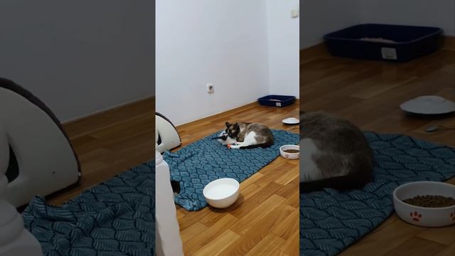 Мия день рождения Луи Витон, Гуччи, Версачи и их взросление 💞 смотреть онлайн