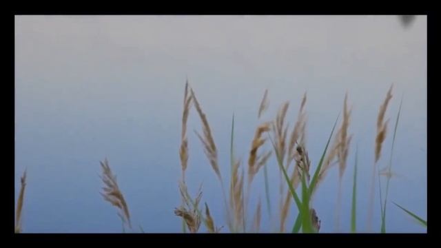 Relax session with music - for cleansing, renewal, calming down смотреть онлайн